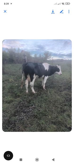 Vând vaca 4 ani de ținut .mai multe detalii la Nr de telefon 073290523