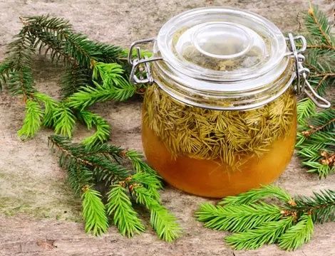 Vindem muguri de brad molid pentru sirop si Plante medicinale!

Avem d