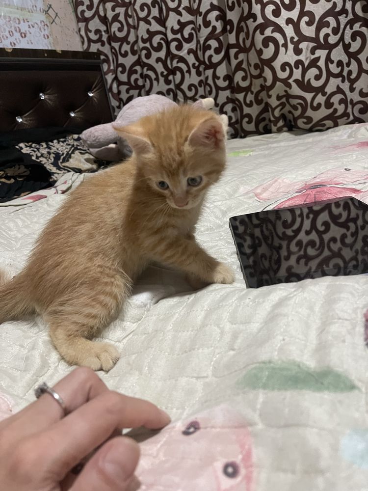 Котята мальчики!