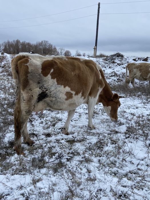 Продам дойную корову 7 лет