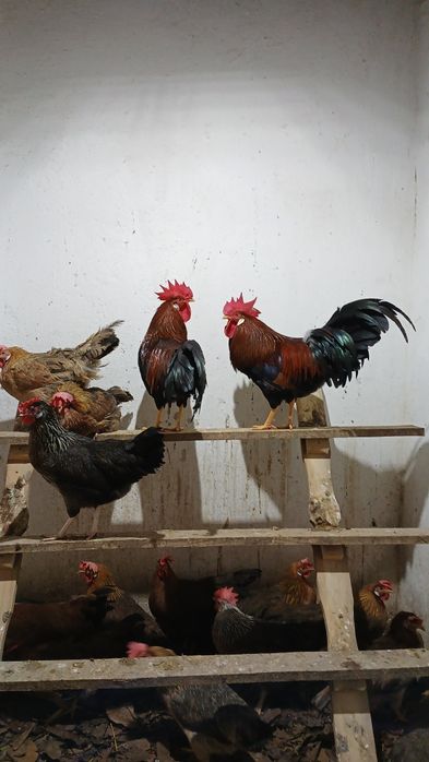 De vânzare 2 cocoși italieni potarnichii