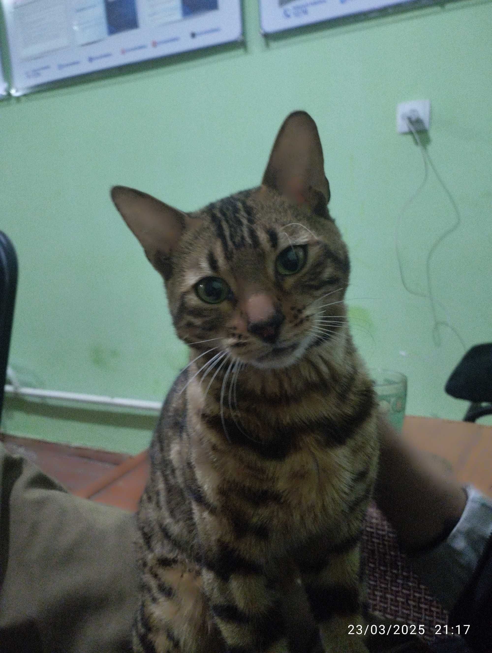 Bellan mushugi juda aqlli mushuk