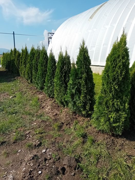 Vând tuia thuja smaragd diferite dimensiuni direct producător