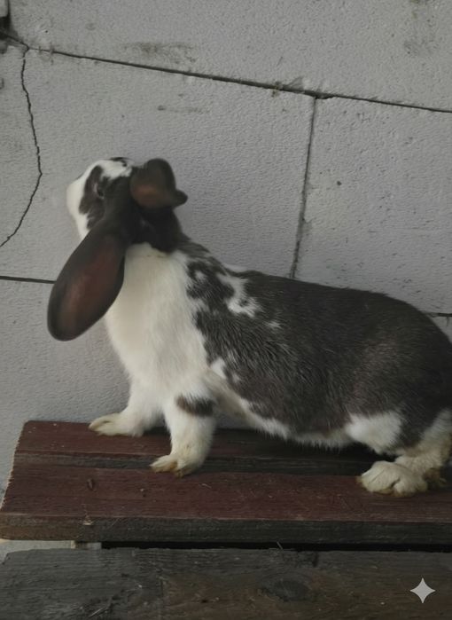 Vând iepuri de rasa