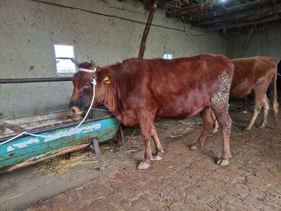 Ona bola sigir sotiladi