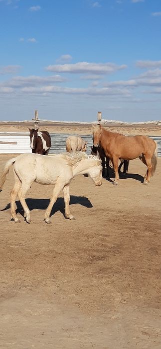 Семіз жабағы сатылады