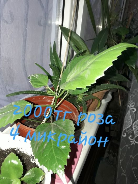 Продам   цветы  комнатные