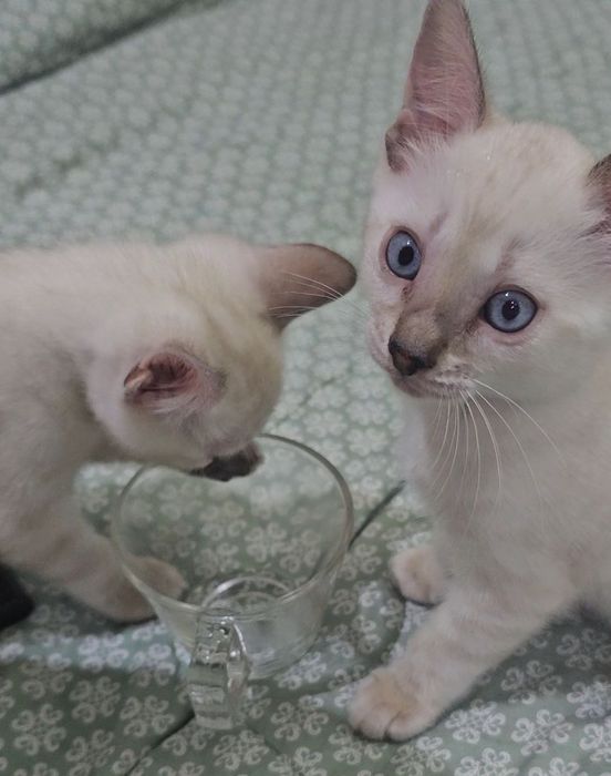 Бенгальские Котята