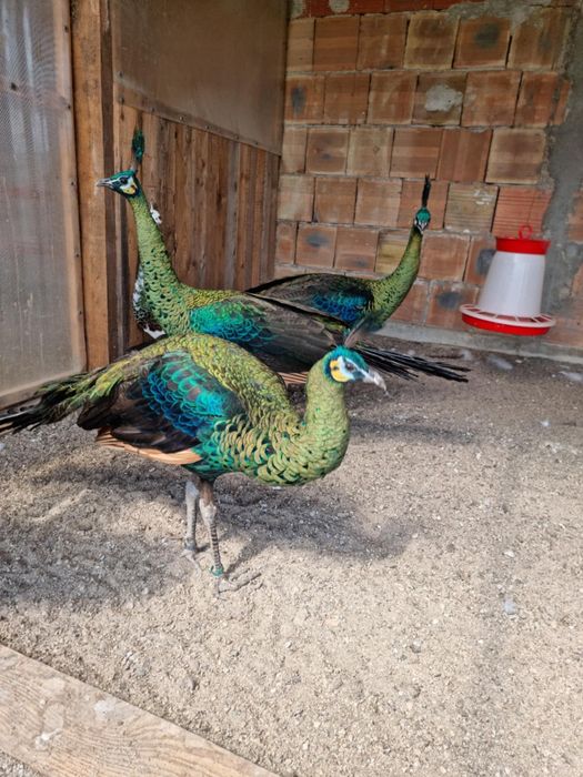 Продавам Пауни чифтове