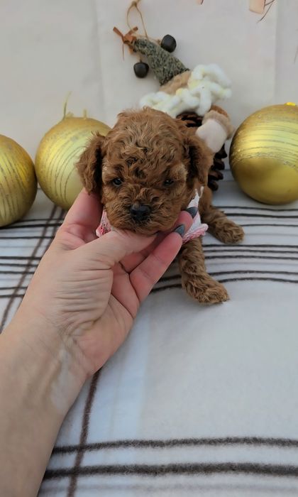 Пудел той с родословие - 5 поколения назад