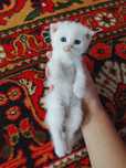 Скоттиш фольдики от правильной вязки