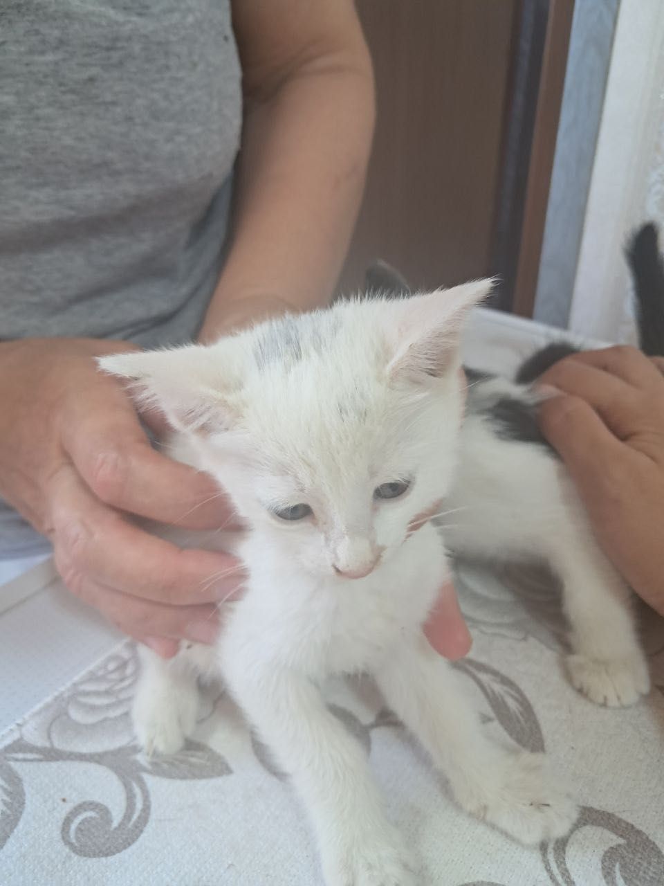 Котята бесплатно даром