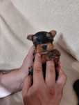 Yorkshire terrier talie mica toy