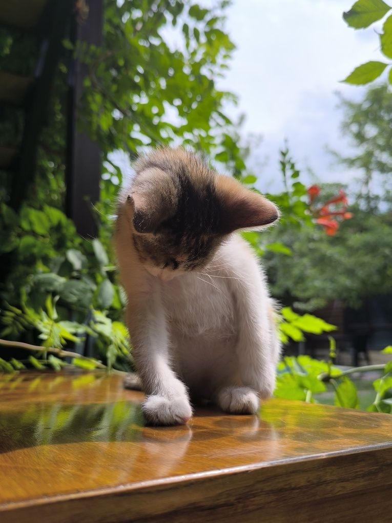 Отдам в добрые руки кошку