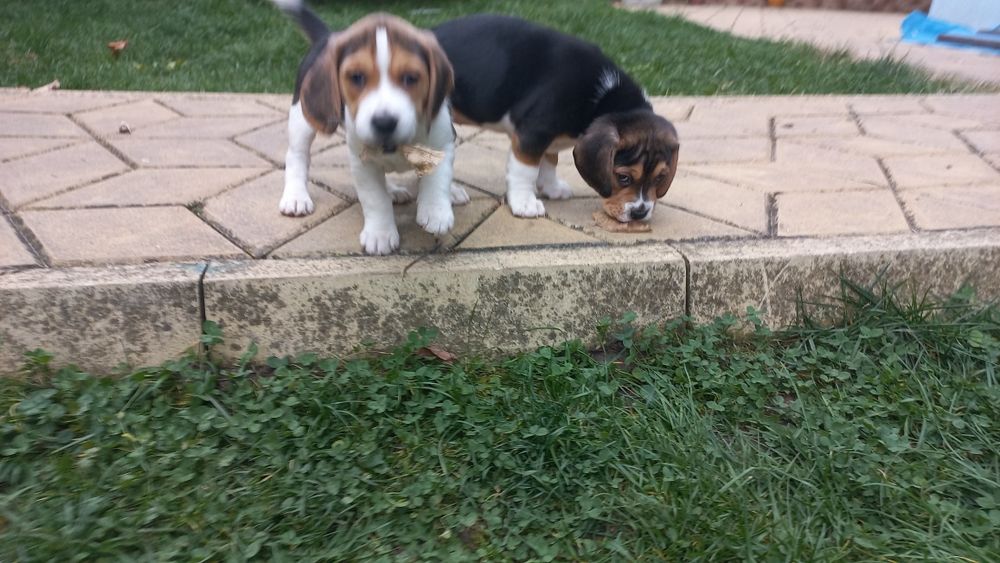 Бигъл Чистокръвни лимонени бигълчета