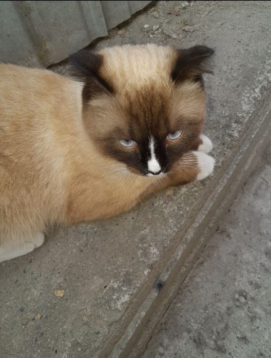 Коту нужен новый дом