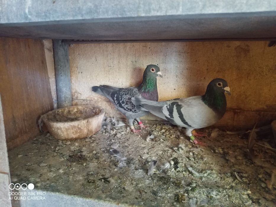 Voiajori cu pedigreu