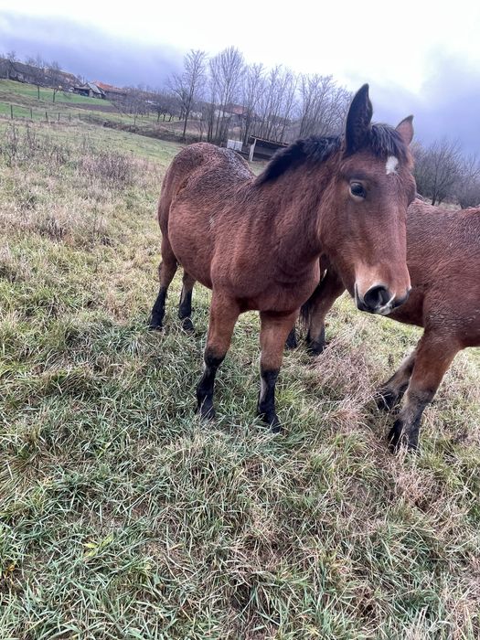 Vand manza de 6 luni