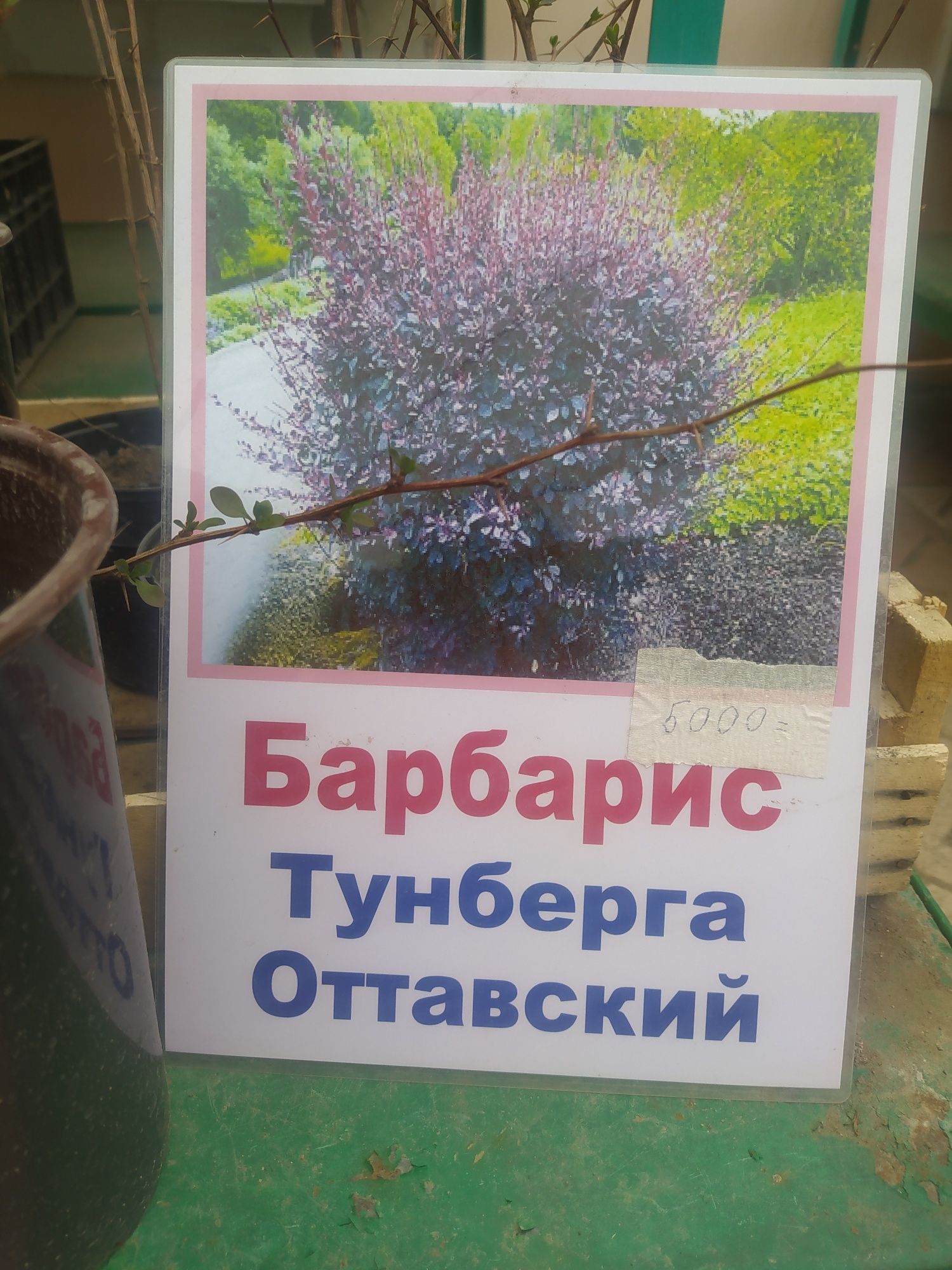 Продам местные саженцы барбариса Тунберга