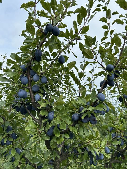 PRUNE - Excelente -Bio , din livada proprie