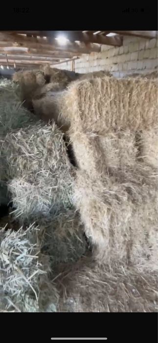 Жонышка пресс шоп