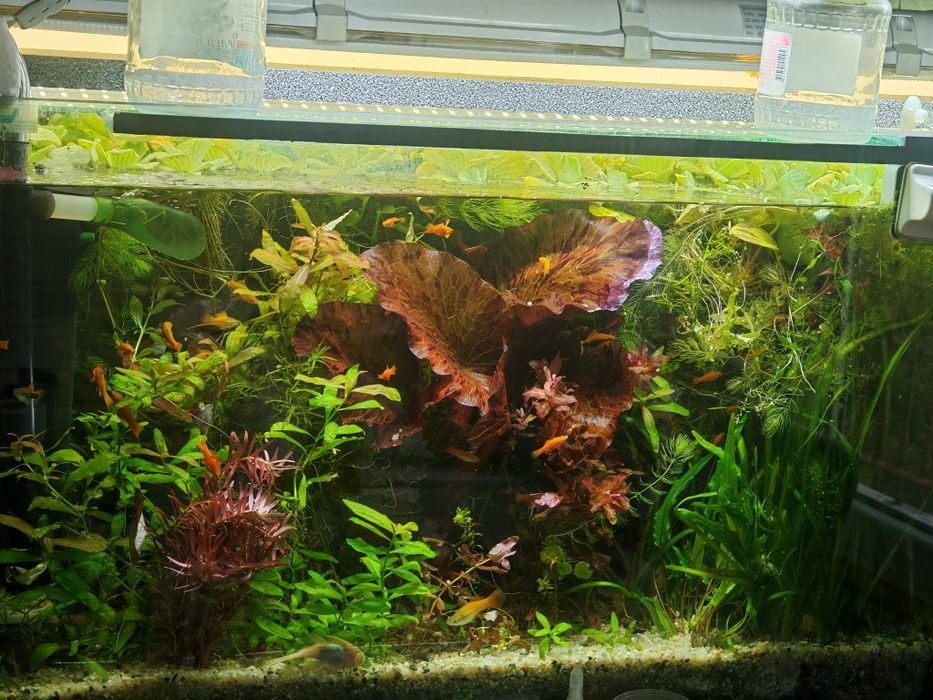 Здравейте,имам плаващи растения писция роголистник и лимнобиум.