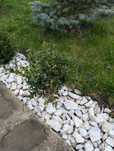 Buxus de vanzare