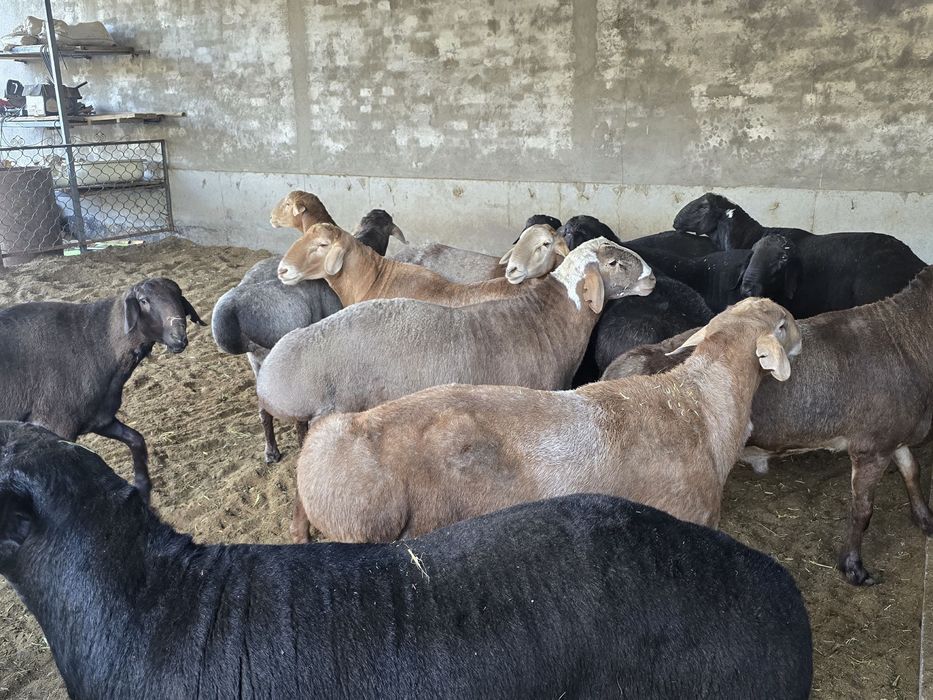 Arashan zotli qo’ylar Sotiladi kg. 80.000. Dan
