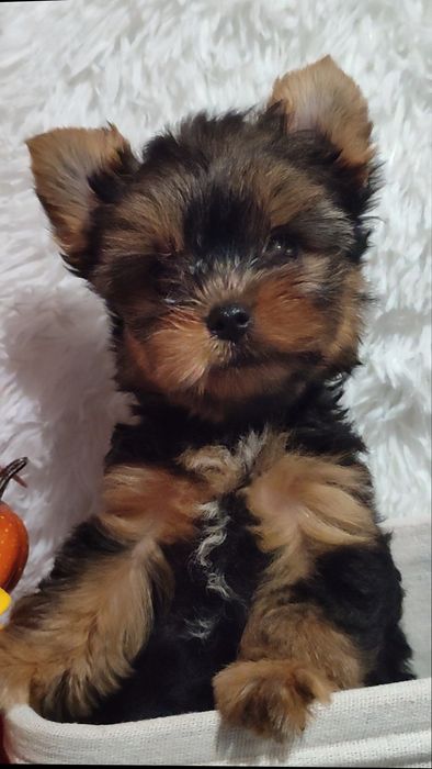 Мини йоркширски териер