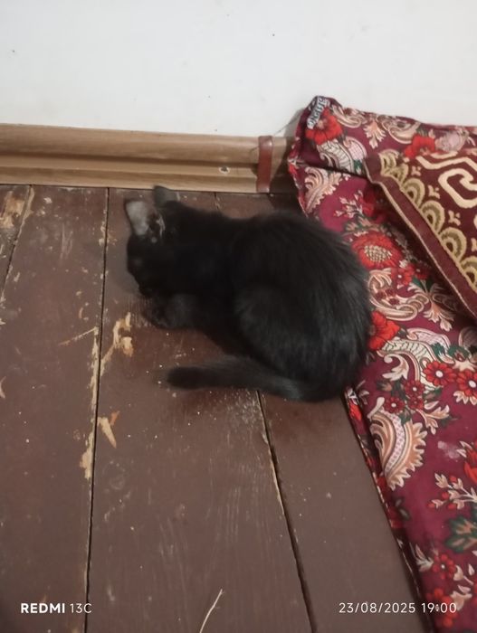Mushuk bolalari 2 ta onasi bn