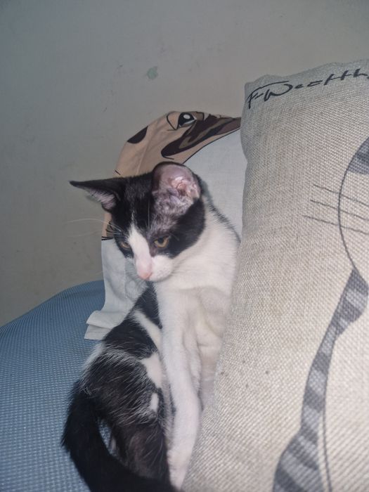 Donez pisica cateva luni