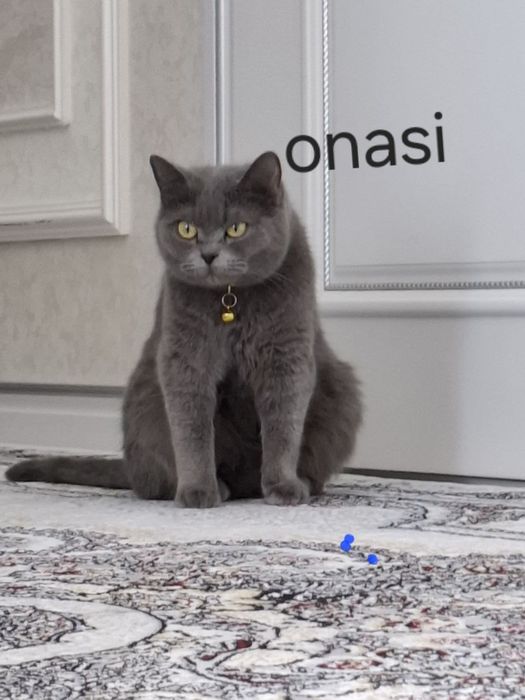 Mushukcha sotiladi 1.5 oylik zoti tozza