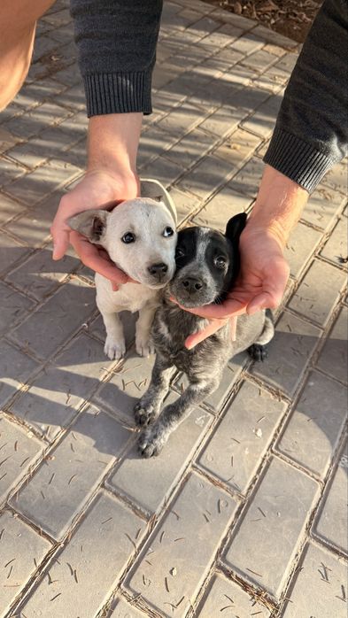 Здоровые активные дети готовы к новому дому.