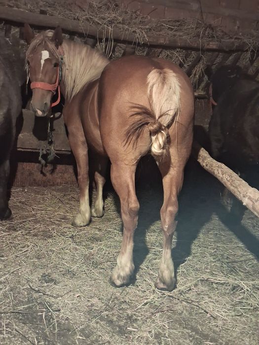 Vând iapa de 3 anișori