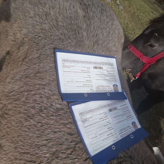 Vând 2 manze cu acte in regula