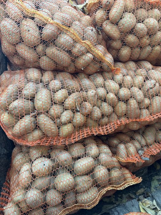 Cartofi pentru animale