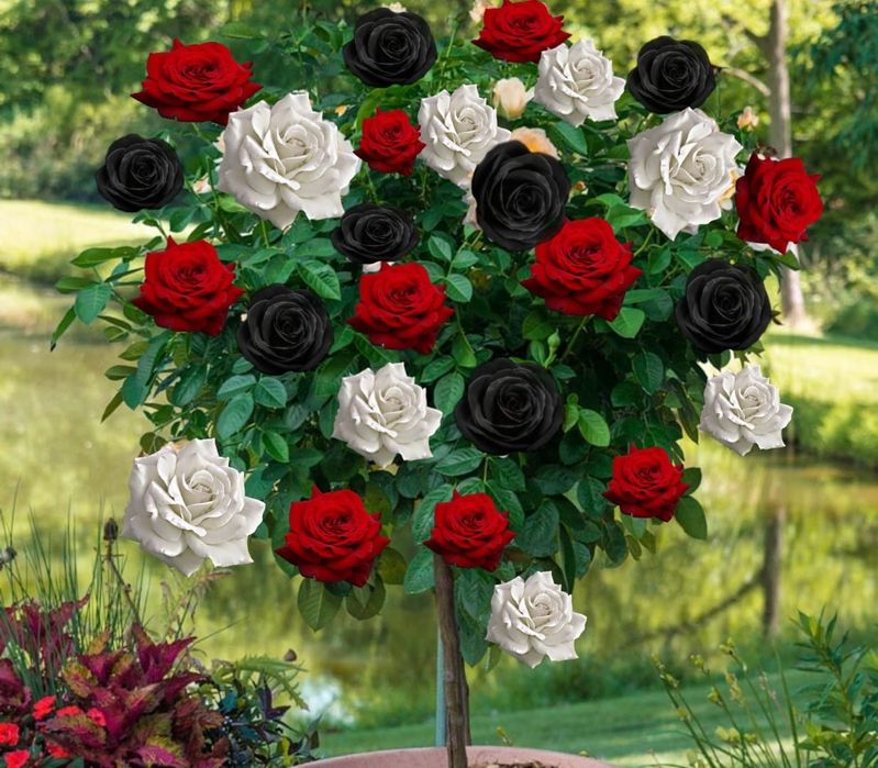 Trandafiri Pomisori În 3 Culori