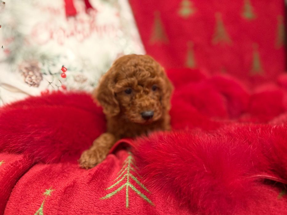 Poodle Toy Roșu Femelă