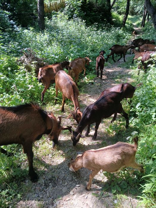 Vand iezi si iedute alpine franceze