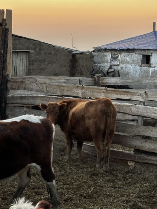 Продам корову на осенний соғым