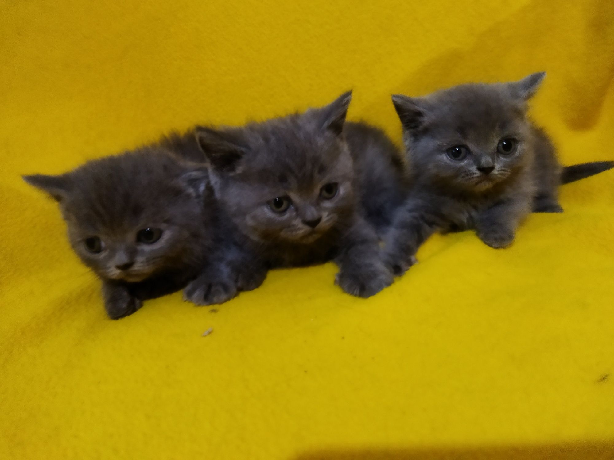 Британски котета !
