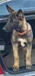 Ciobanesc belgian(malinois)