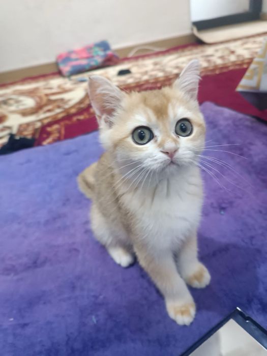 Золотая шиншилла