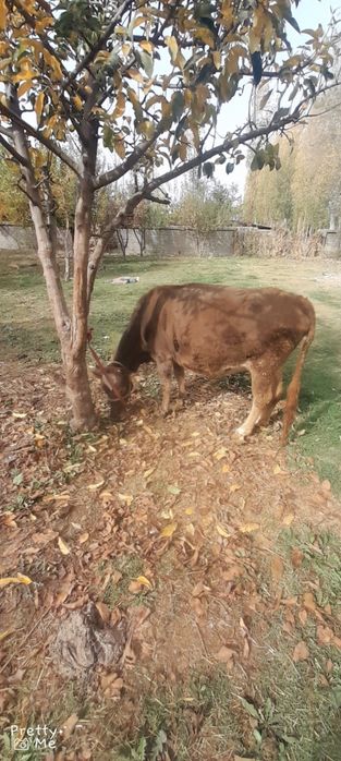 Bugoz 8 oylikga yaqin dekabrga tugadi