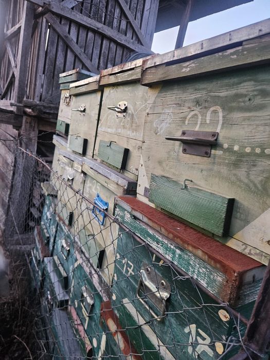 Cuti stupi pe zece rame +cat intreg si rame tei