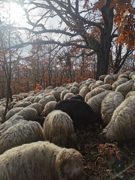 Berbeci grași pentru sacrificat