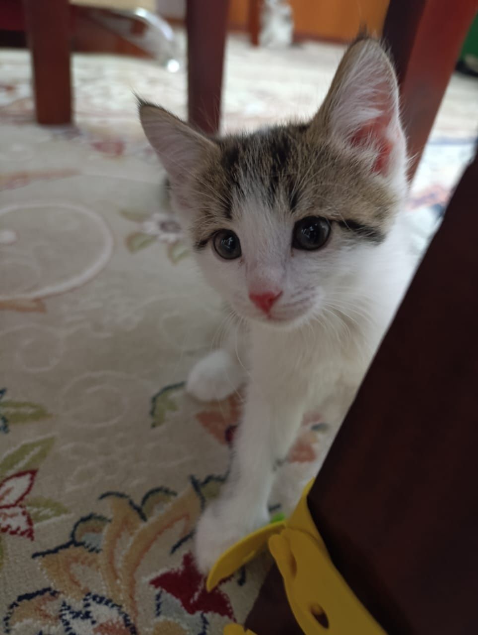 Котята Кызылорда
