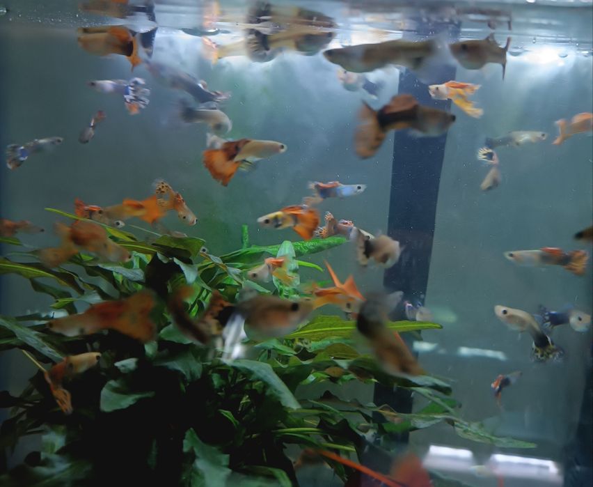 Меченосцы , Моллинезии, Гуппи ,Анциструсы.