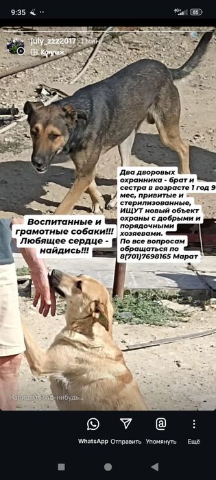 Два классных друга ищут доброе сердце