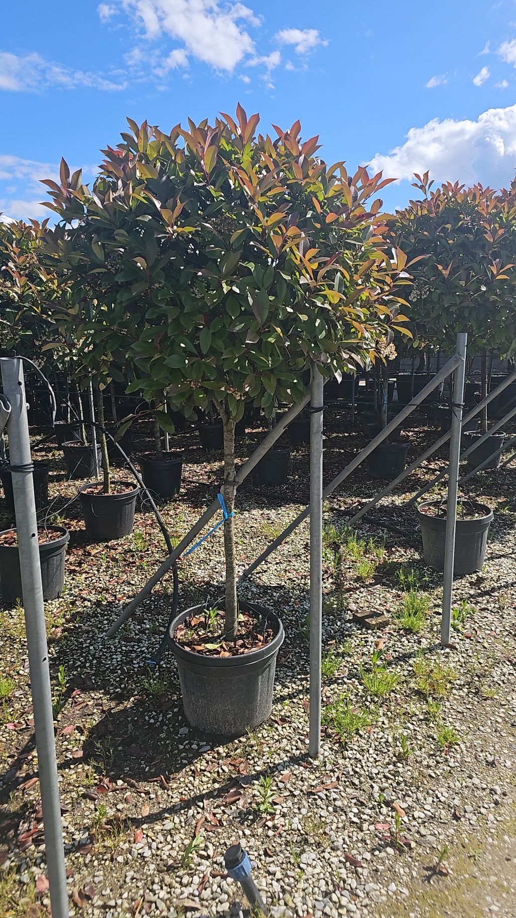 Pin pe tija - Photinia red robin normală și pe spalier